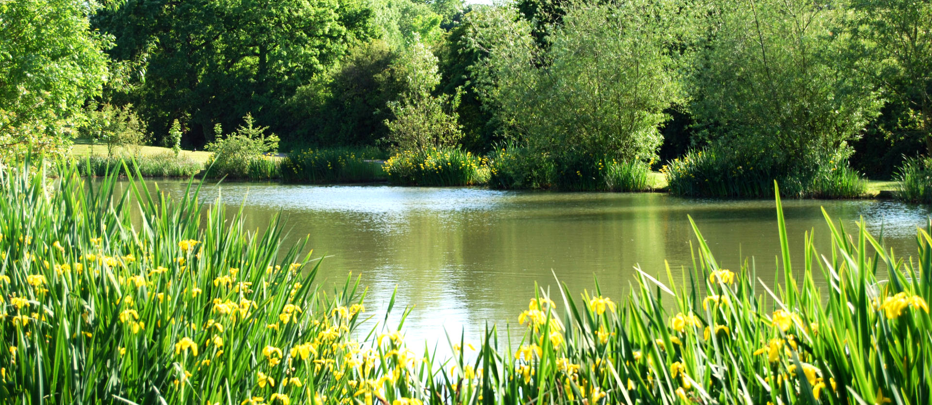 lake_&_irises_1920x835